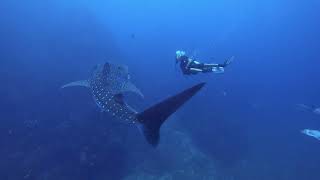 Whale Shark on Richelieu Rock | Diving Safari in Thailand
