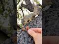Will he or Wont he with Squirrel Baby Bravey the dog is his peer pressure