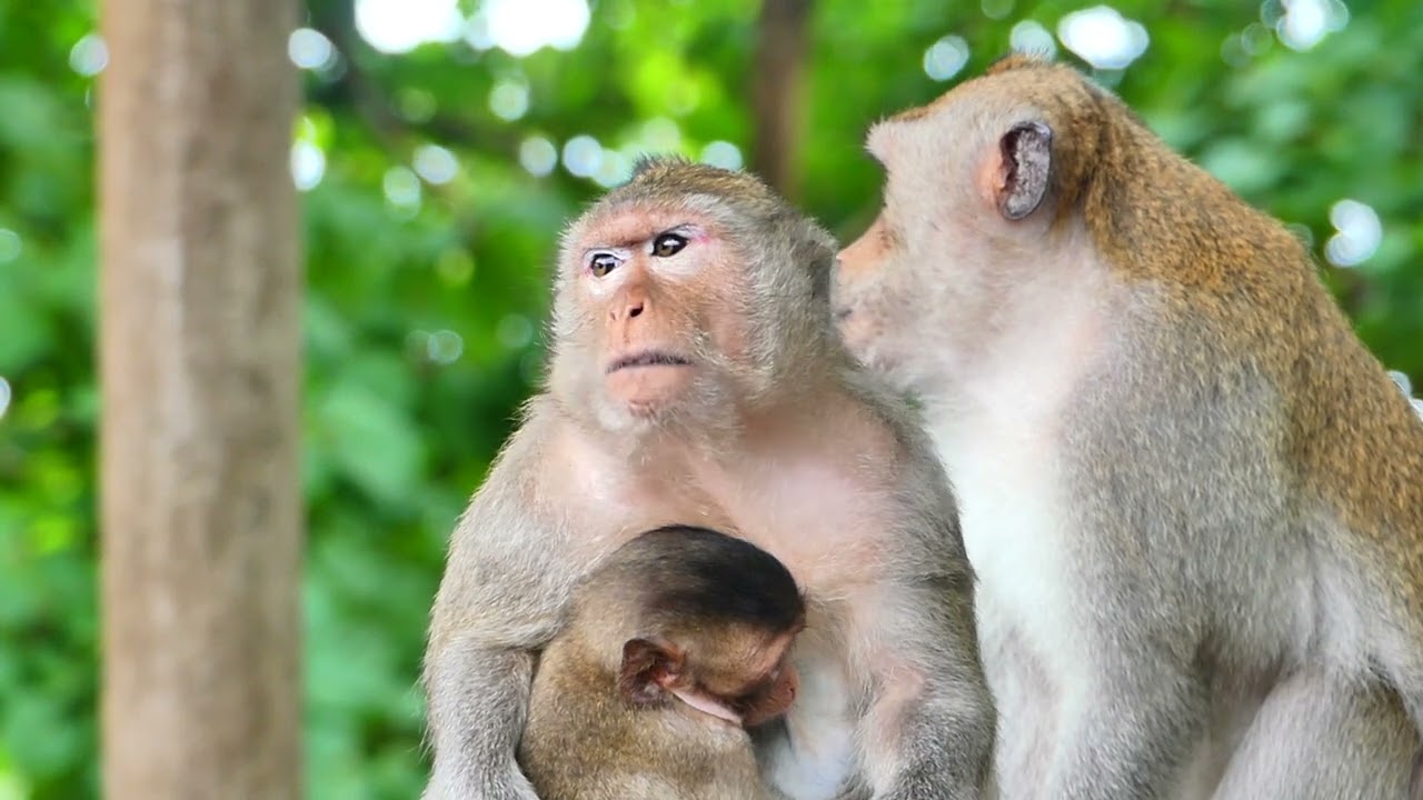 Little Monkey Emilo is feeling, not fresh Mama Monkey Emila comes to comfort him so lovely