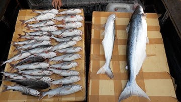 CÂU CÁ MIỀN TÂY TẬP 139 | CÂU CÁ BÔNG LAU VÀ CÁ ÚT KHỔNG LỒ Ở CỬA BIỂN | HUYNH KHOA FISHING