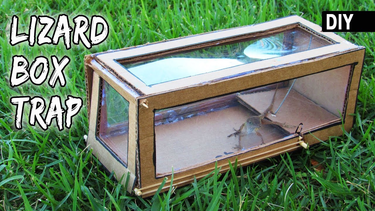 How To Make A Cardboard Lizard Trap Diy Box Trapping Device Youtube