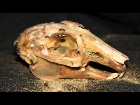Rabbit skull, cleaned by Dermestid beetles