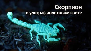 Скорпион в ультрафиолетовом свете