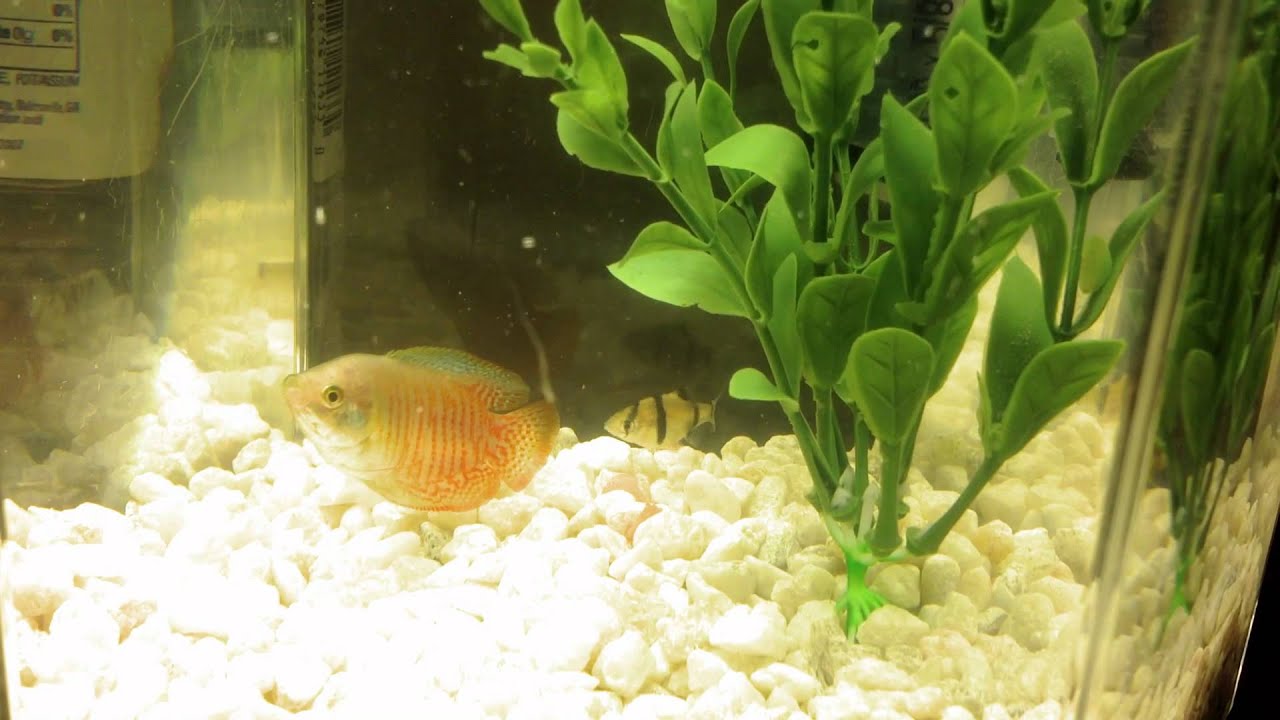 Dwarf gourami with tiger barbs Clearance