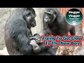Gorillas gentle curiosity towards the baby  shinda keeping the silverback at bay