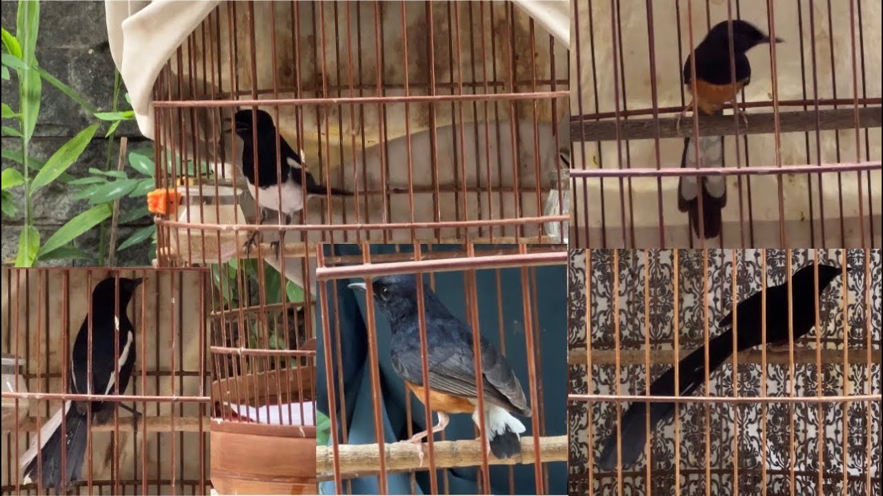 Than bổi xoè dài hết bảng💫lửa đuôi dài cat tien💫mái đuôi dài thuộc💫trống thay lông đuôi 