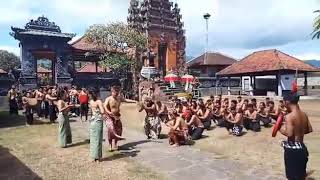 Inilah Tradisi Megoak - Goakan di Desa Panji Buleleng - Bali