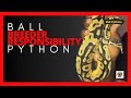 Ball Python Breeder Responsibility | #ballpython #snake #pets #youtubevideos