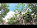 【欅・ケヤキ】大きな木の剪定♪ Japanese zelkova tree pruning