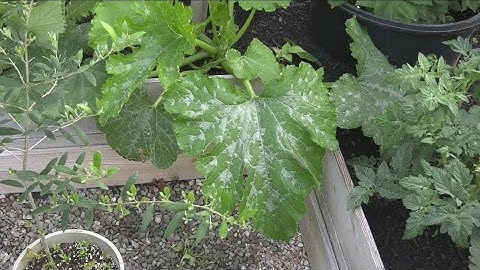 How to stop the spread of powdery mildew on your plants