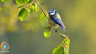 Bird Sounds - Bird Sounds Help Relax the Mind, and Heal the Heart and Soul | Peace Pulse Melodies