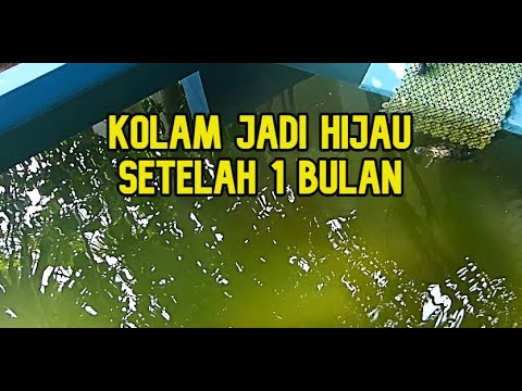 Video: Waspadai Alga Biru-Hijau Di Kolam Lokal Anda