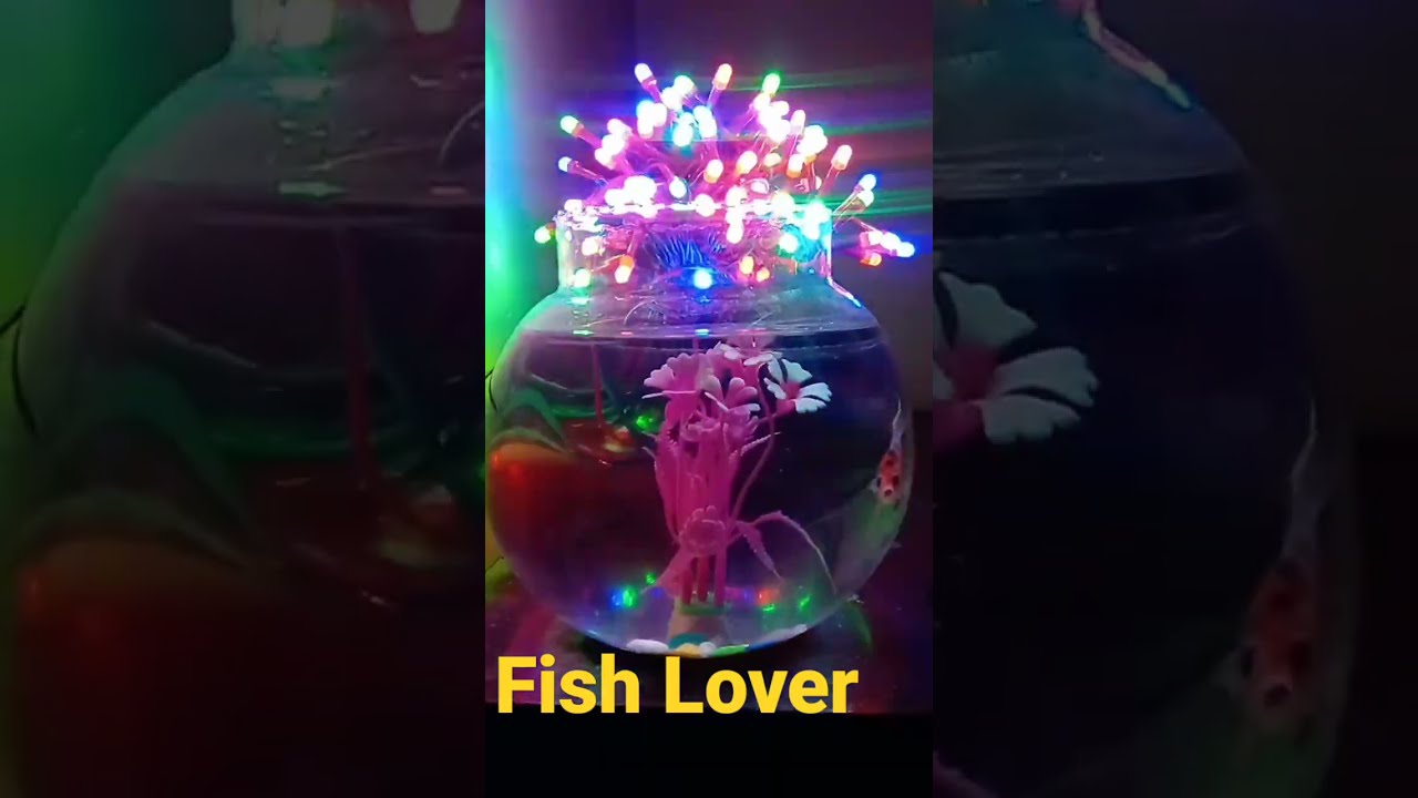 Fish Pot Like It YouTube Fish Pot Like It YouTube