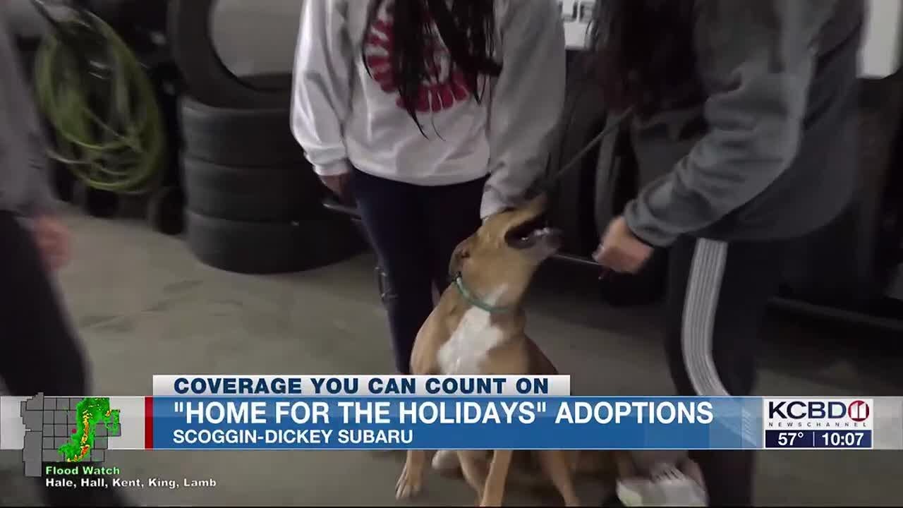 Pets find forever homes at 'Home for the Holidays' adoption event - YouTube