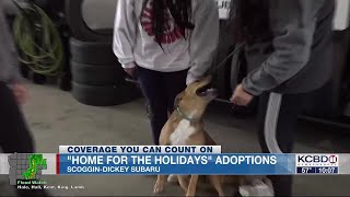 Pets find forever homes at 'Home for the Holidays' adoption event