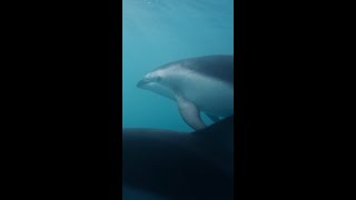 Aotearoa New Zealand&#39;s dolphins