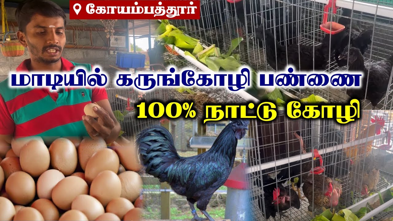 மொட்டைமாடியில் கருங்கோழி பண்ணை | நாட்டு கோழி வளர்ப்பு முறை | Kadaknath Farming | Coimbatore