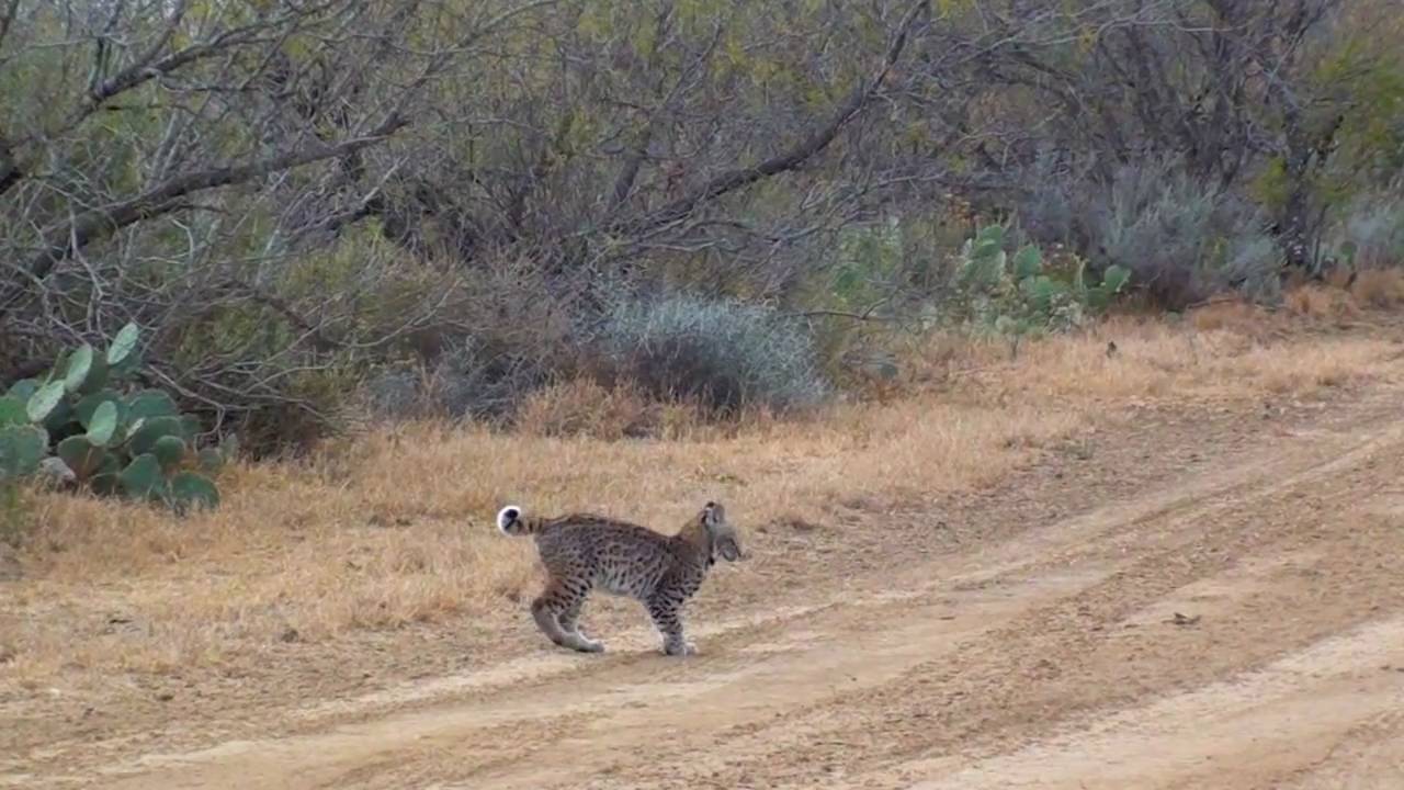 Rare extended sighting of mother & baby bobcats - YouTube