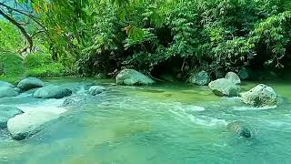 the sound of river water in the middle of the forest, clear river water and birds chirping,