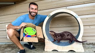 PET BABY OTTERS GOT NEW TOYS FOR ENCLOSURE!