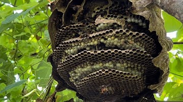 Những tổ ong chân vàng bắt lần 2 sẽ như thế nào # nhịp sống rừng núi