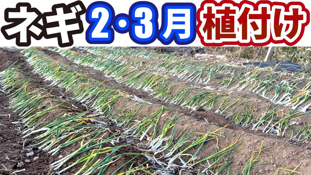 ネギの収穫ネット 30枚 まとめ売り (農業資材】ネギの収穫 ネギの収穫ネット 30枚 まとめ売り (農業資材】ネギの収穫