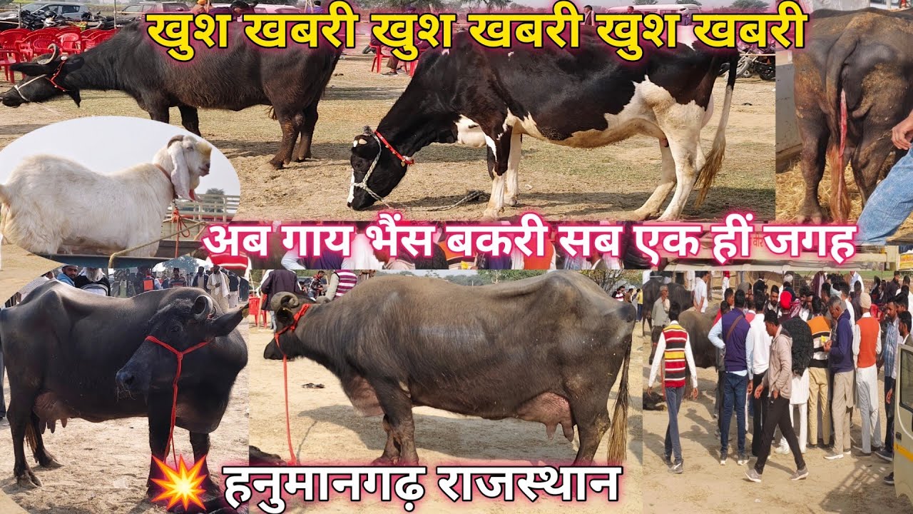 रोड़ावाली पशु मंडी हनुमानगढ़ राजस्थान 💥अब गाय ,भैंस और भेड़ बकरी एक हीं मंडी में मिलेगी 