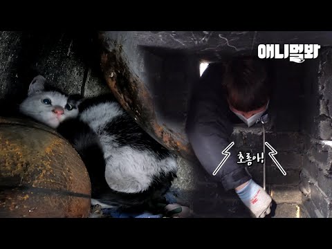<strong>5m</strong> 굴뚝 아래 빠진 고양이 분명 구조를 했는데.. 소오름ㅣRescue The Cat That Fell Inside The Chimney