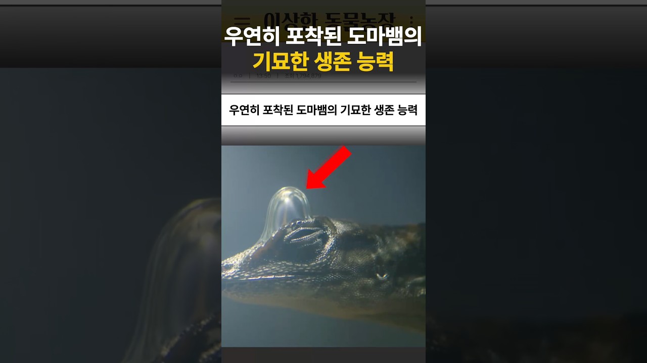 우연히 포착된 도마뱀의 기묘한 생존 능력