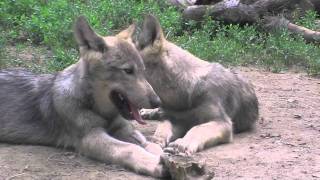 そっくりオオカミ兄弟~Wolfpack