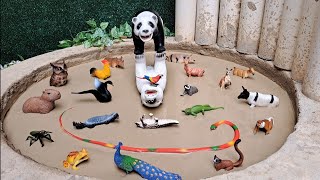 Animais Brincando na Lama | Uma Grande Aventura – História Infantil 