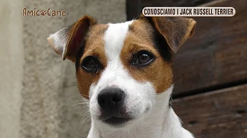 Come di chiama il cane del film The Mask?