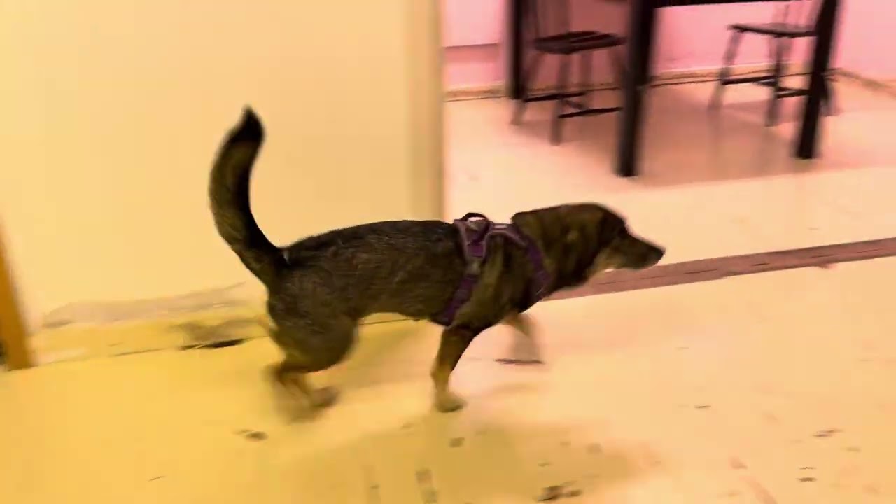 Sasha romsøk 2 utlegg 21.10