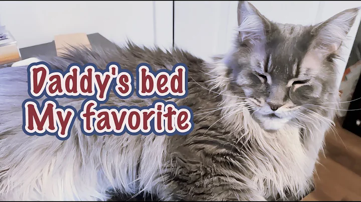 Video 7948891: maine coon cat tiger, maine coon cat sleeping