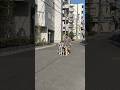 美しすぎるボルゾイを撮ってみた