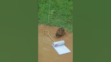 Innovative Quail Trapping Techniques #ytshorts #shortvideo #youtube
