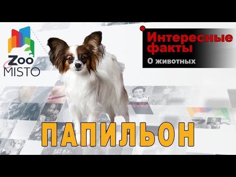 Папильон - Интересные факты о породе | Собака породы папильон