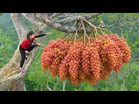 Harvesting Giant Chilean Black Grapes Goes To Market Sell !!! | Susan Daily Life