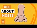 Understanding the Evolution and Function of the Human Nose