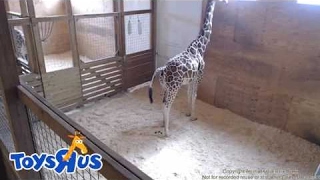 Animal Adventure Park Cam | April The Giraffe Giving Birth Live Stream Today