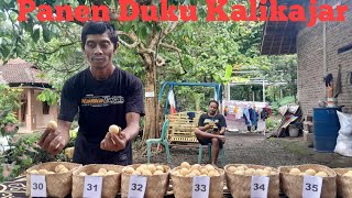 Panen Raya, Duku Kalikajar Purbalingga Harga Murah