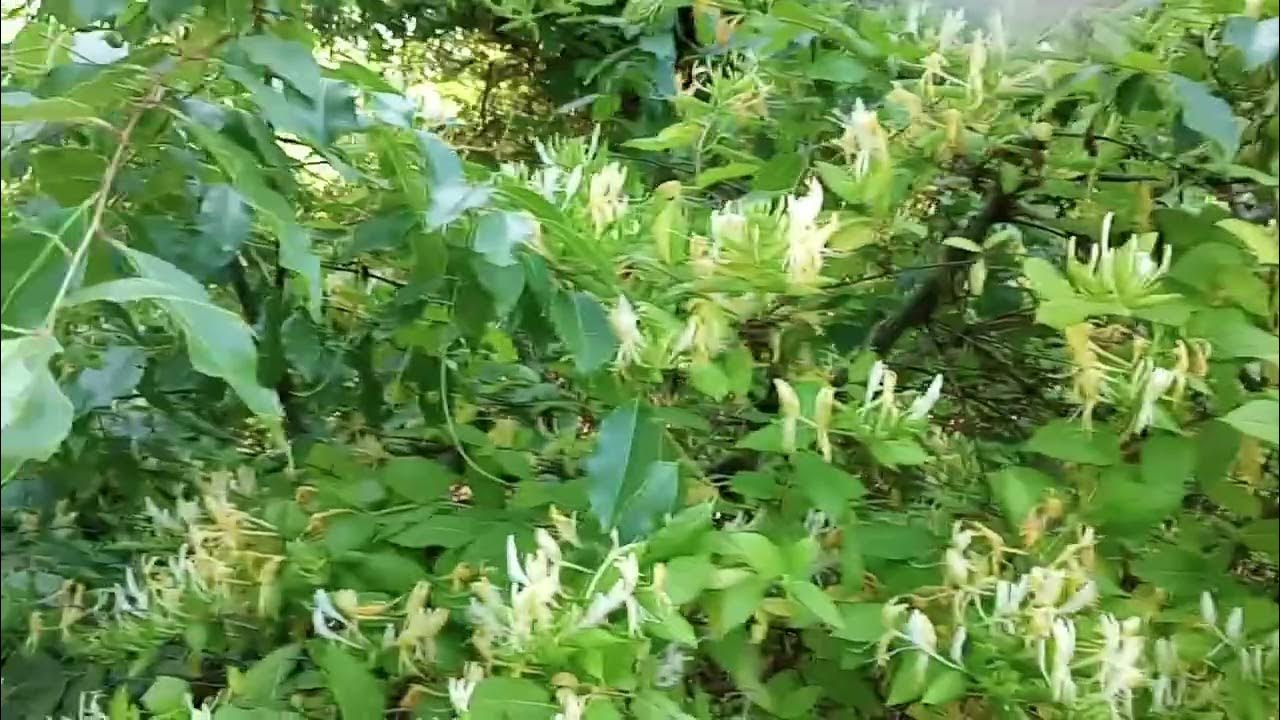 Honeysuckle YouTube