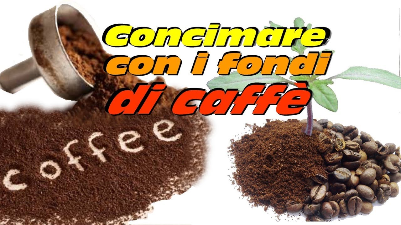 come posso diluire il fondo della varviana