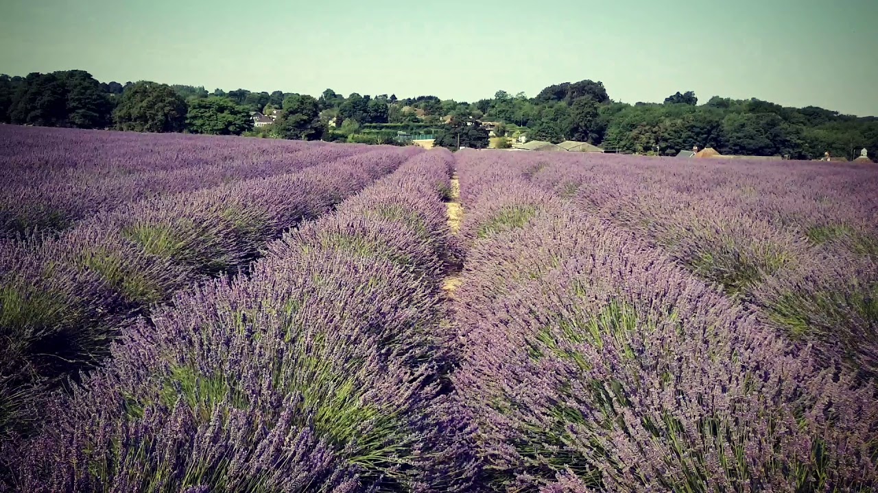 Beautiful Mayfield Lavender Fields in Surrey. Samsung Galaxy S9 Plus and DJI Osmo Mobile 2