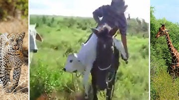 Mother Cow Tries To Protect The Calf