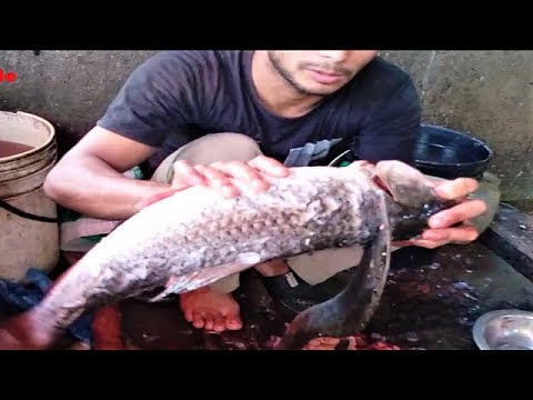 Rohu Fish Fillet | Most Fastest Indian Rui Fish Cutting in ...