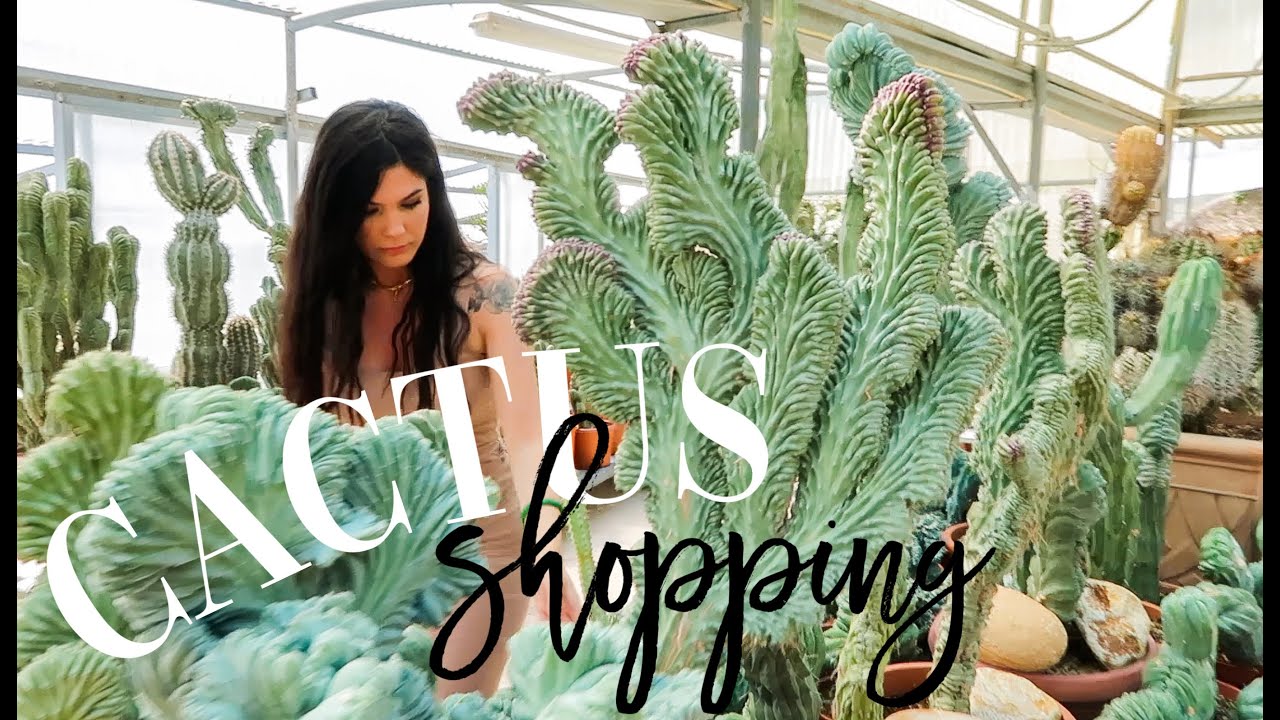 VLOG JARDINERIE CACTUS: shopping dans une gigantesque jardinerie  cactus  rares