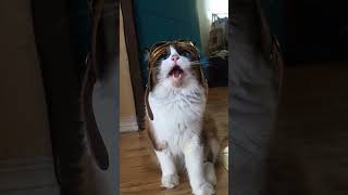 ragga da pilot #catpilot