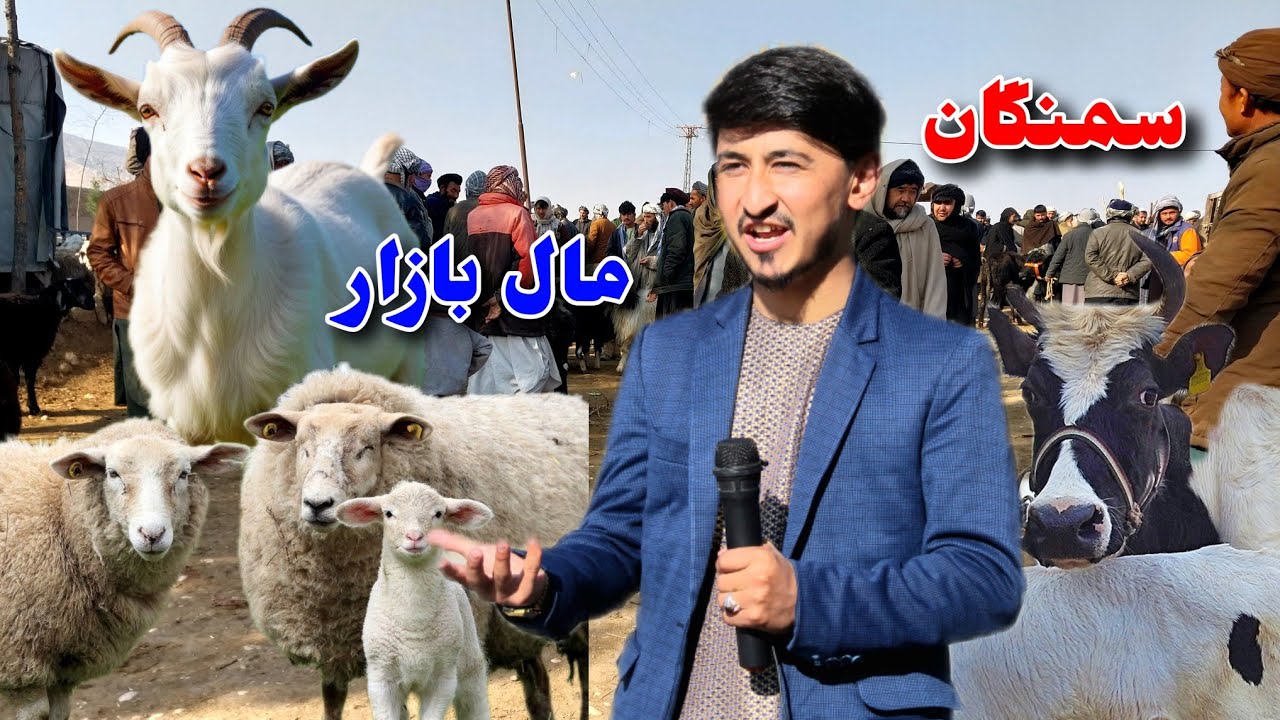 گزارش ویژه مال بازار سمنگان| نرخ انواع مواشی گاو گوسفند گوساله بز و گاو های خارجی