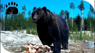 Крупный медведь с тёмным окрасом шерсти питается &quot;вкусняшками&quot;.